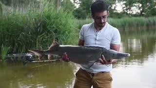 Miniature : Vendeesturgeons 2025 #pêcheàlacarpe #fishing #carpfishing #carpe #esturgeon