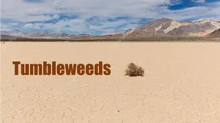 Miniature : Tumbleweeds (Sonnet Original)