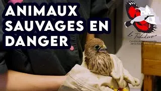 Miniature : Les animaux sauvages sont en détresse durant l'été ! (reportage au centre de soins Le Tichodrome)