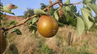 Miniature : Le Jardin-forêt après 3 ans