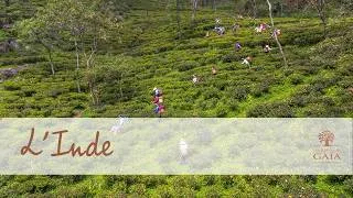 Miniature : A la rencontre des producteurs de thé bio en Inde 🇮🇳