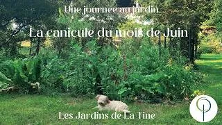 Miniature : Promenade de juin aux Jardins de La Tine - Malgré la canicule... le jardin continue de surprendre !
