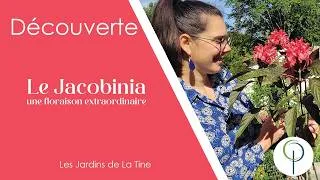 Miniature : Le Jacobinia et sa floraison spectaculaire - Les jardins de La Tine