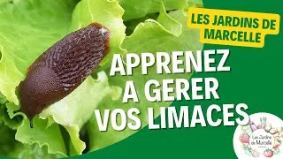 Miniature : Le problème des limaces au potager