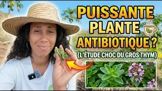 Miniature : La plante caribéenne plus puissante que certains antibiotiques