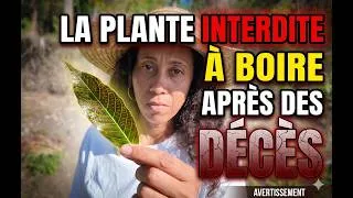 Miniature : La plante qui consolide les os, interdite à boire après des décès