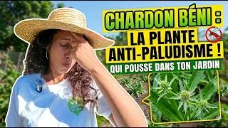 Miniature : Chardon béni : l'a plante qui soigne ... ce que personne ne dit !