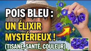 Miniature : Pois bleu : ce que personne ne te dit sur cette fleur caribéenne