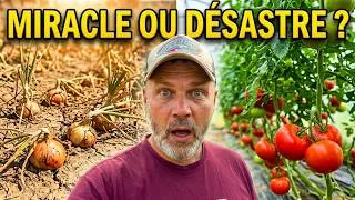 Miniature : Mon potager après 8 jours d'absence : Miracle ou Désastre ? #sécheresse #hautsdefrance #jardinage