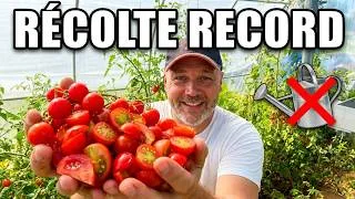 Miniature : Zéro arrosage : Pourquoi j'ai planté mes TOMATES  très tôt cette année ?! #tomate #hautsdefrance