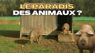 Miniature : Le combat de ces néo paysans pour un autre élevage !