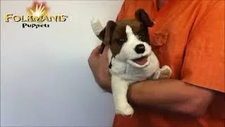Miniature : Marionnette à main chien Jack Russel Terrier - Folkmanis 2848 handpuppet