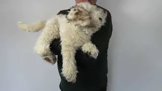 Miniature : Marionnette Labradoodle Handpuppe   - FOLKMANIS-PUPPETS 3136