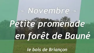 Miniature : 241111 promenade en foret