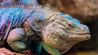 Miniature : 7 Iguanes Exotiques Qui Sont Uniques Au Monde🦎