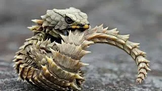 Miniature : 7 Reptiles Exotiques Uniques Au Monde🦎🐍