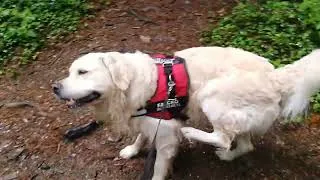 Miniature : TOUR DE L'AISNE JUIN 2022 EN VOITURE AMENAGEE AVEC MON CHIEN FALCKO partie 3/3