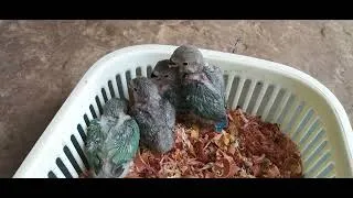 Miniature : 29, 27, 25 and 22 days timelapse of africain lovebirds #lovebirds #timelapse #EAM
