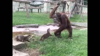 Miniature : Zoo - vers funny 🤣