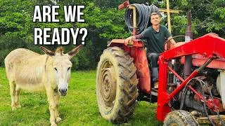 Miniature : What If Our Farm Is Finally Ready For More Animals?