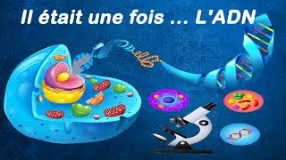 Miniature : ADN EXPLICATION FACILE
