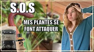 Miniature : REMPOTAGE DE MES PLANTES feat Sybotanica