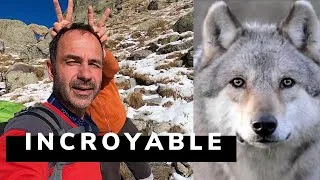 Miniature : ❄️ TREK AVEC UN LOUP DANS LA NEIGE ❄️  AVENTURES de voyageurs en FAMILLE  dans le MERCANTOUR 🇫🇷