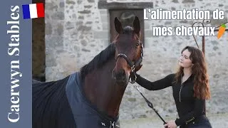 Miniature : L'alimentation de mes chevaux l Caerwyn Stables l Version Française