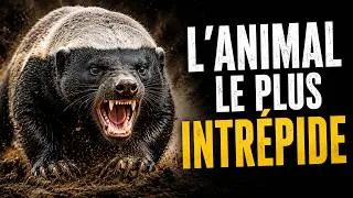 Miniature : LE RATEL : L'ANIMAL QUE MÊME LES LIONS RESPECTENT