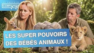 Miniature : Comment les bébés animaux arrivent à survivre ? - Pouvoirs du corps Humain