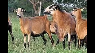 Miniature : [Webinaire] - AFP Martinique