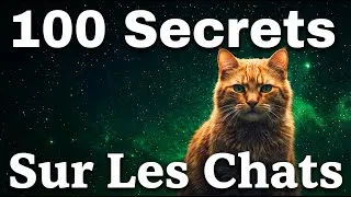 Miniature : 100 Secrets Les Plus Relaxants Sur Les Chats Pour Trouver Le Sommeil