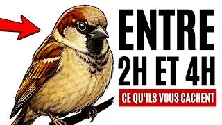 Miniature : Ce que font vos oiseaux à 3h du matin (vous ne le voyez jamais)