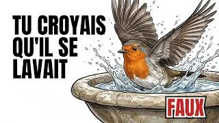 Miniature : La vraie raison pour laquelle les oiseaux se baignent — ça n'a rien à voir avec la propreté