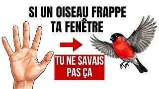 Miniature : Si un oiseau a déjà percuté votre fenêtre, voici ce qui se passait vraiment — VOUS DEVEZ AGIR