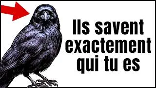 Miniature : Ce Corbeau Vous Observe depuis des Mois — Et Il Sait Exactement Qui Vous Êtes