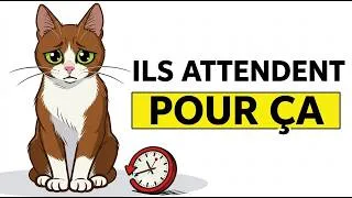 Miniature : Ton chat attend TOUTE SA VIE que tu fasses ÇA ! (comportement expliqué)