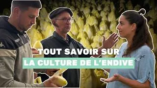 Miniature : Comment produire des endives ?