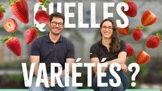Miniature : Produire des fraises : comment choisir ses variétés ?