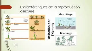 Miniature : vidéo bilan reproduction sexuée asexuée et dynamique des populations