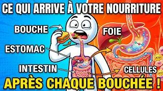 Miniature : Le Voyage de la Nourriture : De la Bouche Jusqu'à Vos Cellules | Transform des  Aliments en Énergie