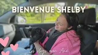 Miniature : Notre nouveau chien et ses premières semaines !! - Vlog du 6 au 21 juillet