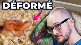 Miniature : Éclosion d'un serpent à groin malformé : découvrez le résultat !