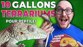 Miniature : Ces reptiles que tu ne soupçonnais pas peuvent vivre toute leur vie dans un terrarium de 40 L !