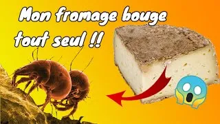 Miniature : Des Acariens dans mon Fromage !!! 😱😱  [ fromage qui bouge ]