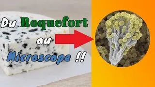 Miniature : Du Roquefort au microscope !! 🔬