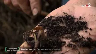 Miniature : Les feuilles mortes