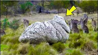 Miniature : Après avoir tondu le pelage incroyablement épais de ce mouton, les fermiers n’en croyaient pas...