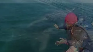 Miniature : Rencontre avec les Baleines : Une Expérience Qui Va Ouvrir Votre Cœur !