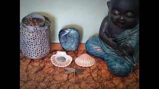 Miniature : 🐚 Les propriétés extraordinaires de la coquille Saint-Jacques